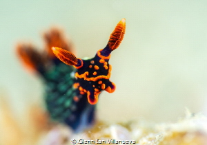 This is a photo of a juvenile nudibranch - nembrotha kuba... by Glenn Ian Villanueva 